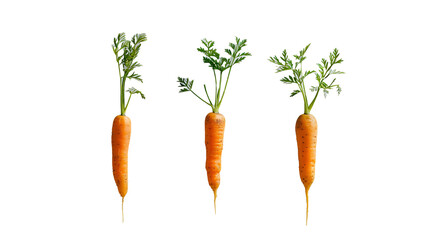 fresh carrot in a row isolated on a transparent background