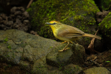 Pin-striped Tit Babbler perching on small rock in waterhole