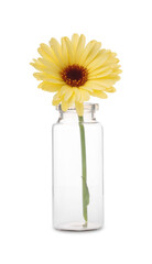 Wall Mural - Beautiful calendula flower in glass bottle isolated on white