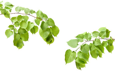 Poster - Tree branches with green leaves isolated on white