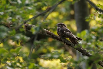 Wall Mural - Nightjar bird perched on a tree branch in a lush green forest