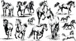 © shahadatarman 0 - horse set illustration ink sketch, Horse Sketch Set .