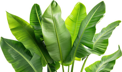 Wall Mural - Banana leaf isolated on transparent background. PNG