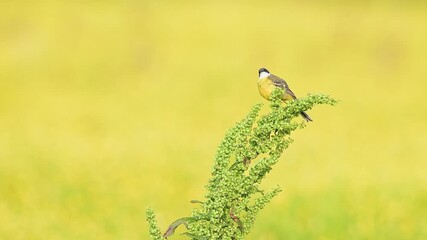 Wall Mural - The call, Western yellow wagtail in the mating season (Motacilla flava)