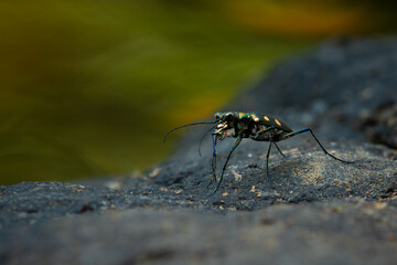 Wall Mural - Blue-spotted tiger beetle or golden-spotted tiger beetle (Cicindela aurulenta) perching on a river rock, with natural river background