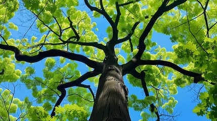 Canvas Print - Looking Up at a Majestic Tree