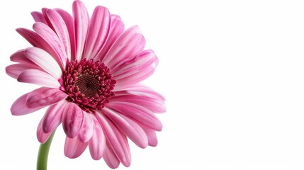 pink flower nature garden botany daisy bloom a blank white background