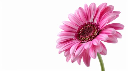 pink flower nature garden botany daisy bloom a blank white background