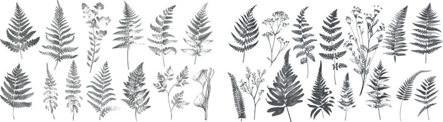 Poster - Isolated set of modern monochrome forest plants. Hand drawn grasses and vintage botanicals.