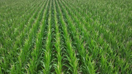 Wall Mural - Smooth drone flight over corn field. Regular background pattern of rows in farmland. Countryside footage. 