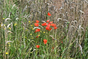 Sticker - Klatschmohn an Getreidefeld