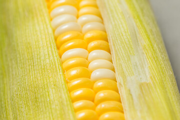 Poster - Multi Colored Sweet Corn on the Cob