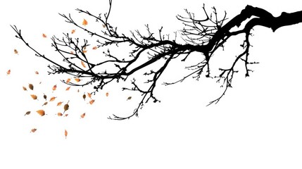 Wall Mural - silhouetted tree branch with falling leaves on white background