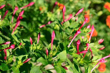 Wall Mural - Colorful plant in summer garden