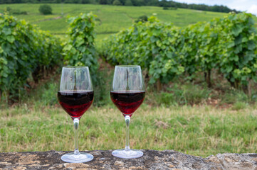 Poster - Tasting of red pinot noir wine on grand cru vineyards with cross and stone walls in Cote de nuits, making of famous red and white Burgundy wine in Burgundy region, Vosne-Romanee village