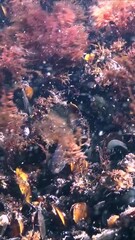 Wall Mural - Black Sea - underwater landscape, Goby on the bottom among stones covered with red algae