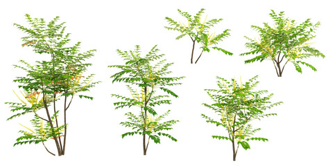 3d rendering of mohonia trees on transparent background