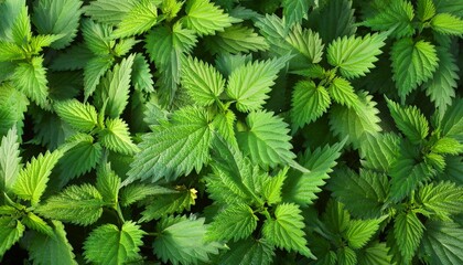 Wall Mural - stinging nettle leaves as background green texture of nettle