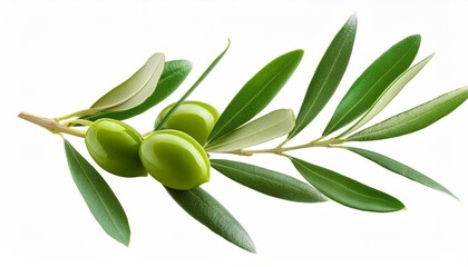 Wall Mural - png image the olive branch a symbol of peace isolated on transparent background