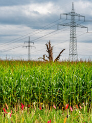 Canvas Print - Hochspannungsmasten im Feld