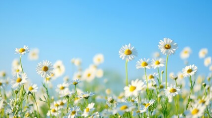 Sticker - A field of white daisies with a blue sky in the background