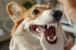 © Divyesh - Cute corgi dog being examined at the clinic, doctor checking pet's teeth during checkup. Veterinary medicine concept, Generative AI