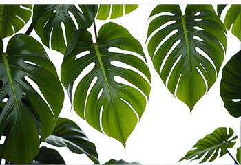 Wall Mural - banner tropical leaves isolated white background