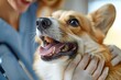 © Divyesh - Cute corgi dog being examined at the clinic, doctor checking pet's teeth during checkup. Veterinary medicine concept, Generative AI