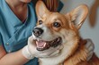 © Divyesh - Cute corgi dog being examined at the clinic, doctor checking pet's teeth during checkup. Veterinary medicine concept, Generative AI