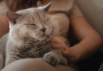 A contented cat squints while sitting on his owner's lap. Portrait of gray Scottish straight cat. The closeness between a person and a pet.