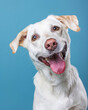 © Andreas - close up of a white Labrador Retriever is standing with its tongue out