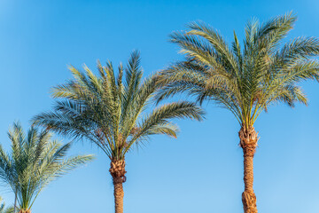 Wall Mural - Palm tree with green leaves on blue background