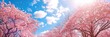 © EarthWalker - Blooming sakura trees against blue sky. Beautiful pink Japanese cherry blossoms in spring. Natural wonder