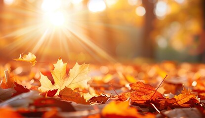 Falling leaves in autumn with sunlight illuminating the vibrant golden and orange colors