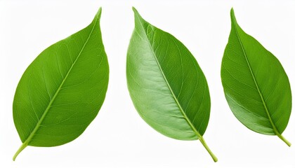 Wall Mural - botany natural green leaves isolated on white background png