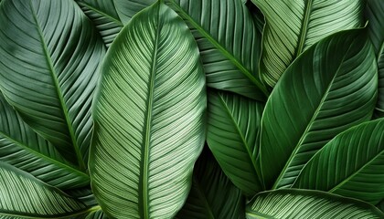 Sticker - foliage of tropical leaf in dark green texture abstract pattern nature background