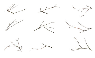 dry twigs isolated on white background