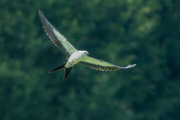 Wall Mural - Swallow-tailed Kite flying over a field
