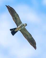 Wall Mural - mississippi kite feeding while flying