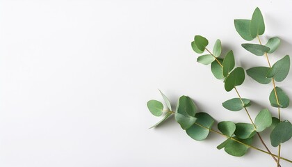 Wall Mural - green eucalyptus branches on a white background flat lay top view