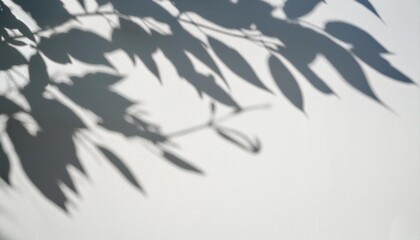 Wall Mural - shadow of branch leaves on white wall background