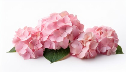 Wall Mural - pink hydrangea flowers isolated on white background