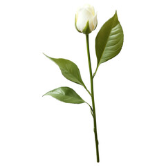 Wall Mural - Single white rosebud with green leaves, isolated on a transparent background, ideal for floral or romantic themes.
