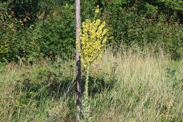 Wall Mural - Sweden. Verbascum thapsus, the great mullein, greater mullein or common mullein, is a species of mullein native to Europe, northern Africa, and introduced in the Americas and Australia.