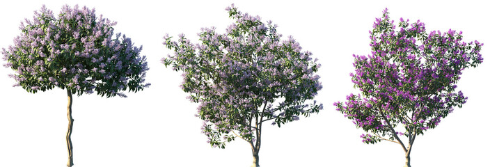 Wall Mural - set of 3 syringa oblata (known as early blooming lilac or broadleaf lilac) frontal set blooming tree