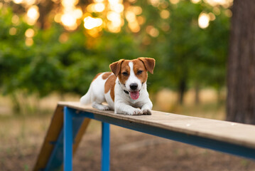 Sticker - Cute Jack Russell Terrier dog outdoors walking and training in the park on a sunny day. Adorable puppy and his owner enjoying time together