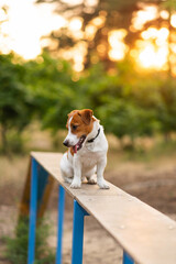 Sticker - Cute Jack Russell Terrier dog outdoors walking and training in the park on a sunny day. Adorable puppy and his owner enjoying time together