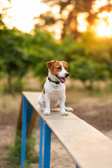 Sticker - Cute Jack Russell Terrier dog outdoors walking and training in the park on a sunny day. Adorable puppy and his owner enjoying time together