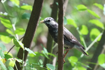 Sticker - white cheeked starling in a forest