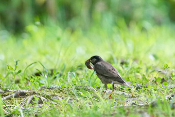 Canvas Print - white cheeked starling in a forest